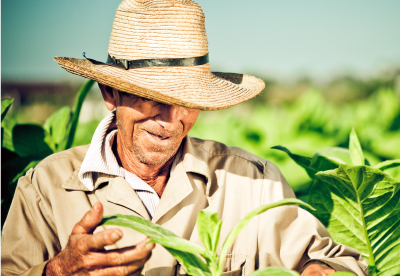 Tobacco image